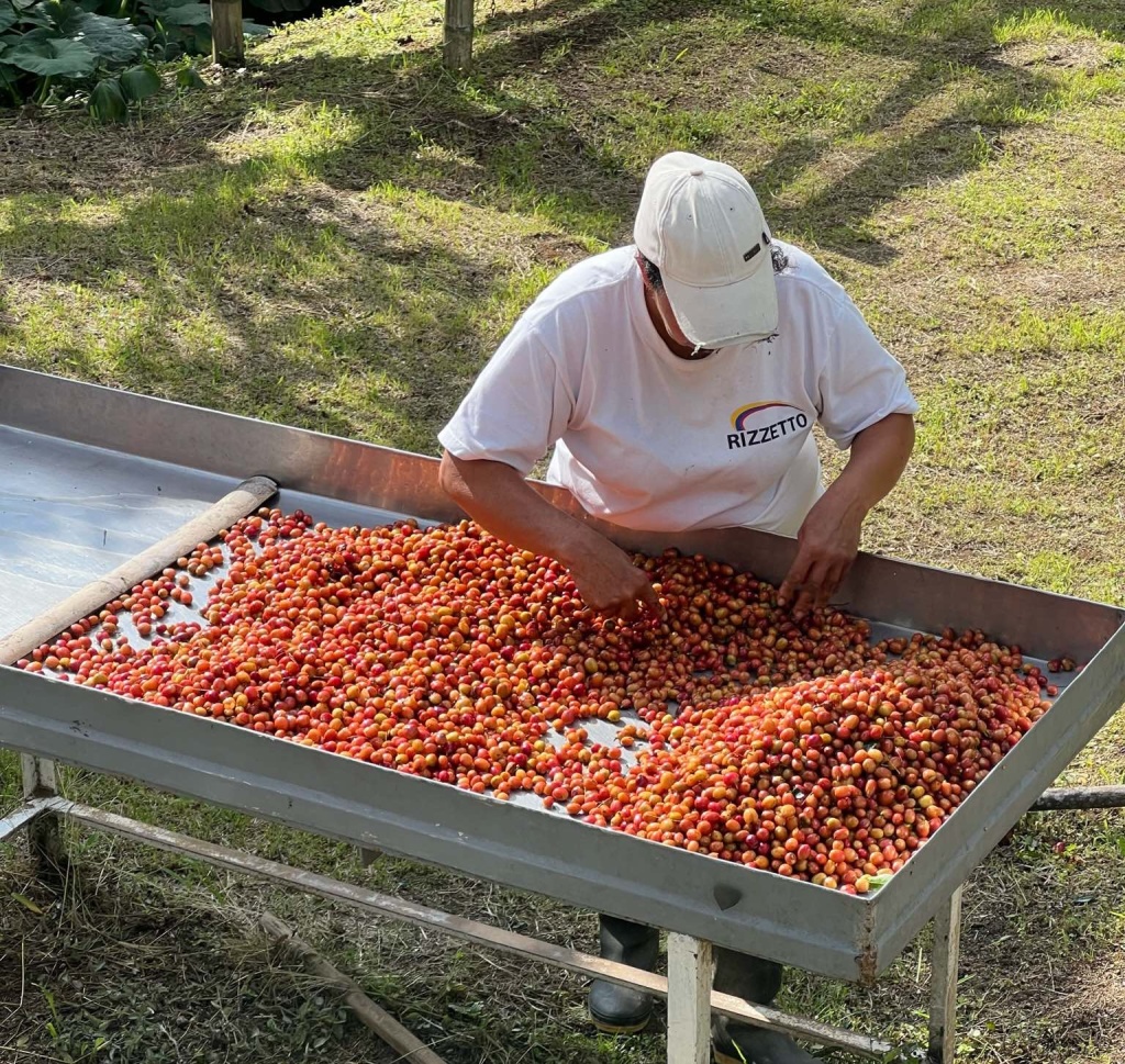 сортировка кофейных ягод на ферме