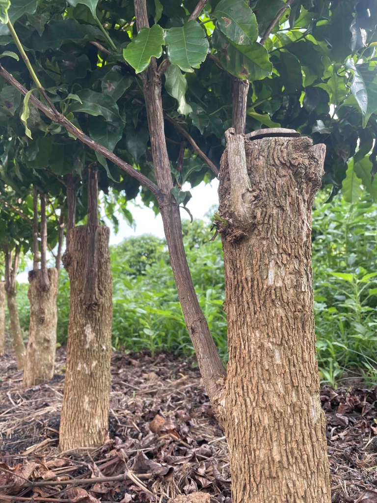 Подрезанные кофейные деревья