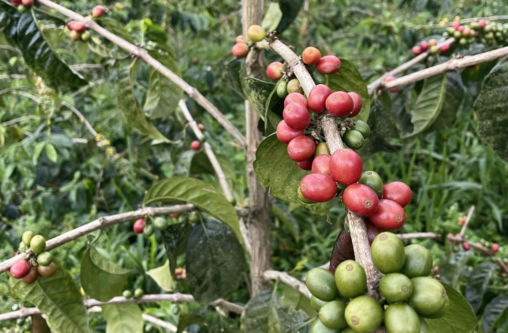 Кофейные ягоды в Колумбии