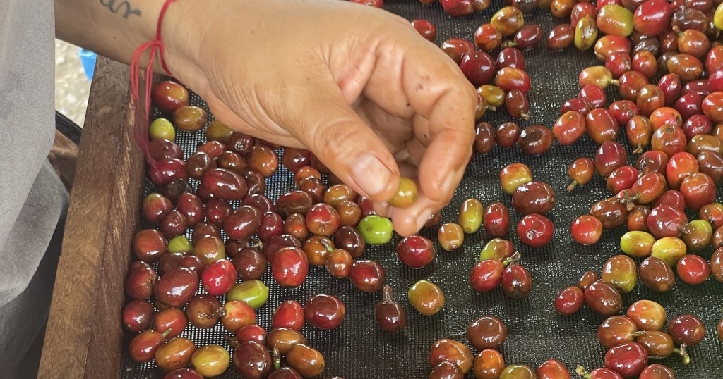  сортировка кофейных ягод на ферме в Колумбии