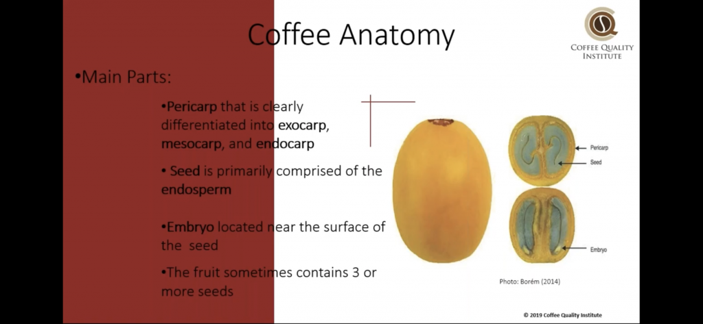 Из презентации CQI coffee anatomy